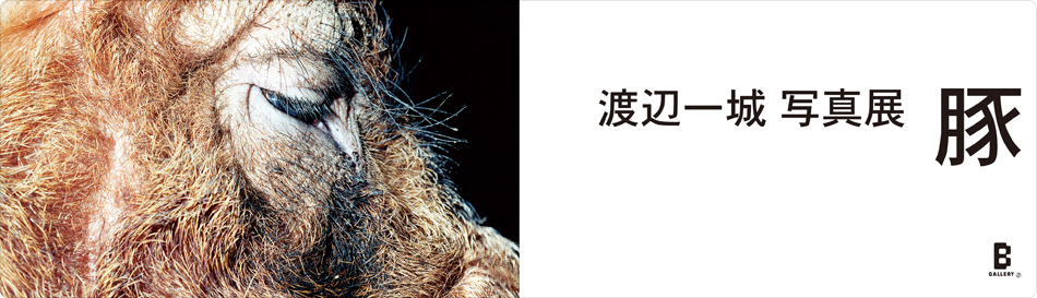 渡辺一城 写真展 「豚」