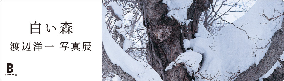 渡辺洋一 写真展 「白い森」|